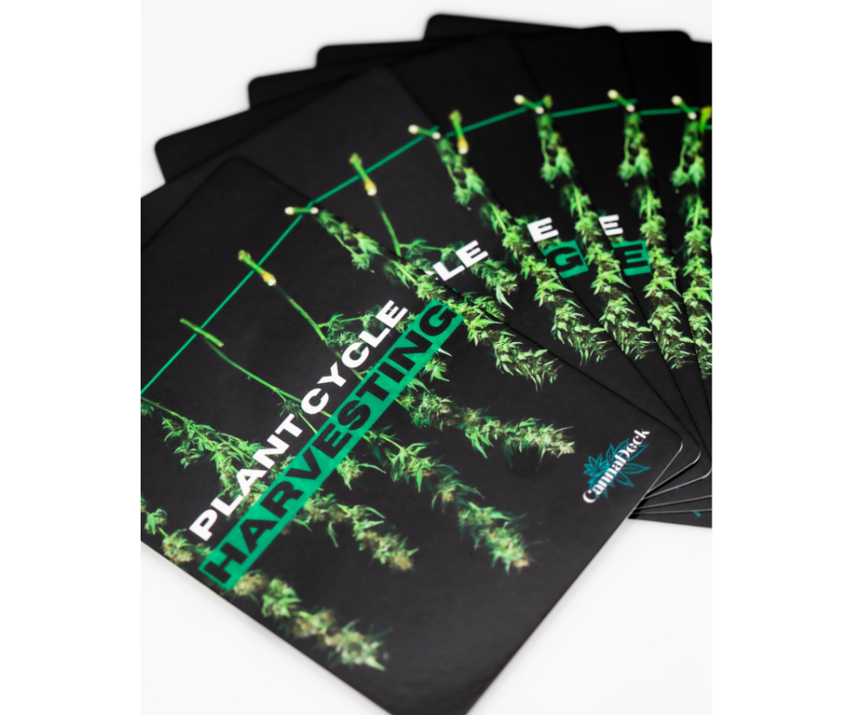 CannaDeck Flash Cards